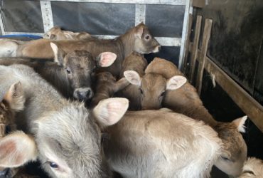Продам бычков телят