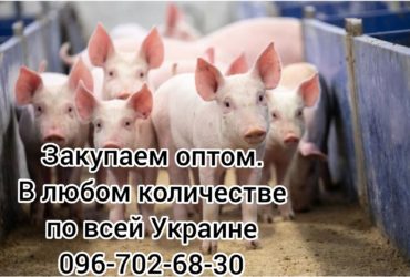 Закупаем оптом мясо беконной свинины по всей Украине