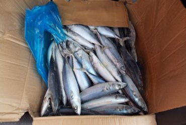 Продам скумбрию, опт