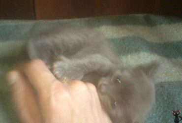 котенок в добрые руки
