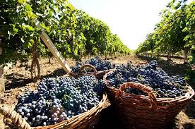 Сбор винограда на юге Франции